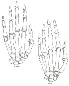 developpement_os_main